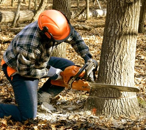 Tree Removal in Meridian, TX
